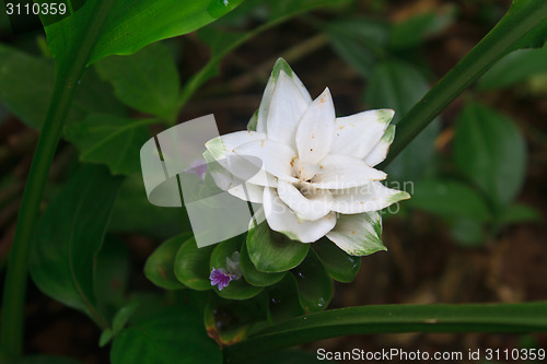 Image of White Siam Tulip flower