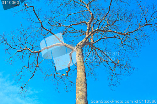 Image of  tree and blue sky background