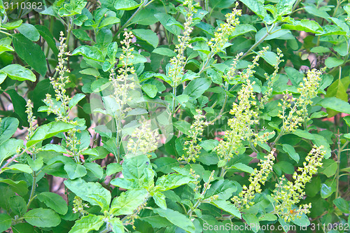 Image of Green holy basil with flower and seed