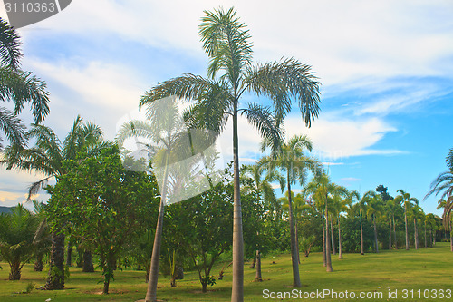 Image of Palm tree in tropical garden