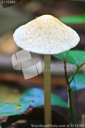 Image of close up mushroom in deep forest