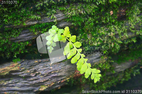 Image of  Forest Ferns and Fallen Log 