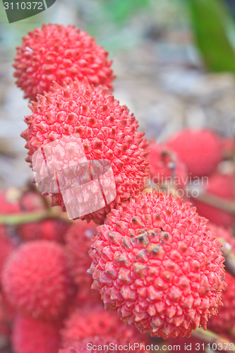 Image of wild fruit from forest, wild lychee