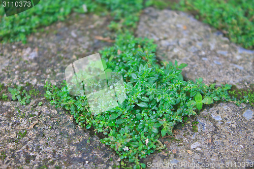 Image of green grass in stone block walk path 