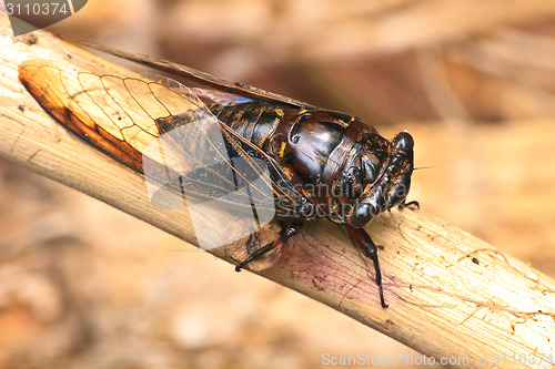 Image of Cicadas in the trees