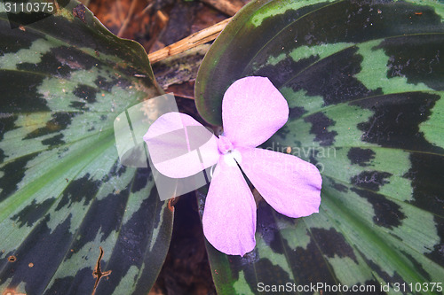 Image of  flower in forest Kaempferia pulchra