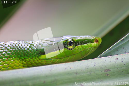 Image of Red Tailed Green Ratsnake