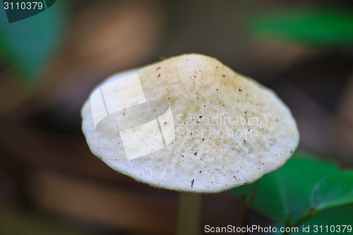 Image of close up mushroom in deep forest