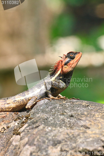 Image of Green crested lizard