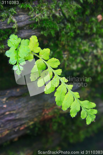 Image of  Forest Ferns and Fallen Log 