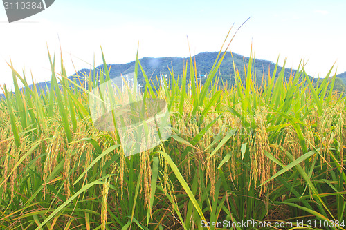 Image of Green rice in the field