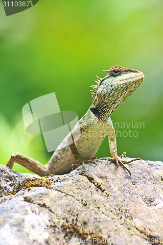 Image of Green crested lizard