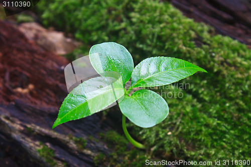 Image of New green sprout growing from dead log