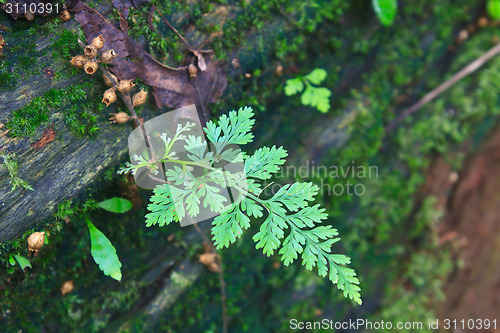 Image of  Forest Ferns and Fallen Log 