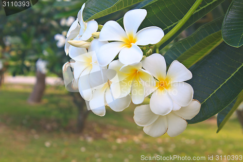 Image of Branch of tropical flowers frangipani 