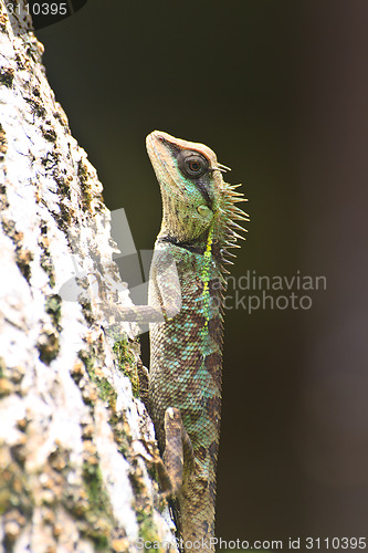 Image of Green crested lizard