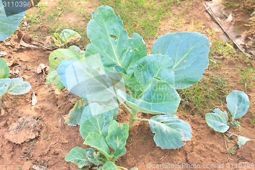 Image of Chinese kale vegetable in garden 