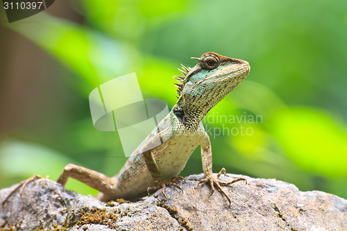 Image of Green crested lizard