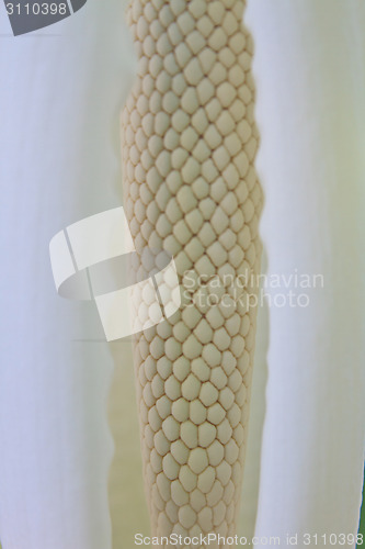 Image of close up flower of  Elephant ear