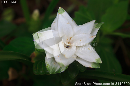 Image of White Siam Tulip flower