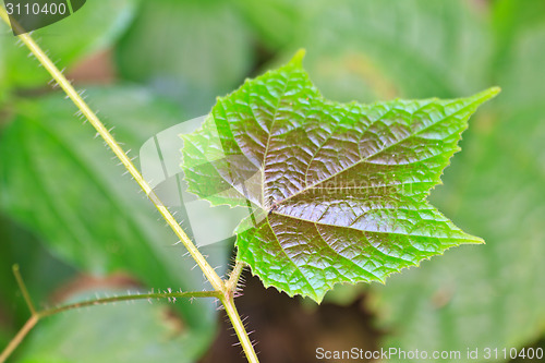 Image of Texture of a green leaf as background 