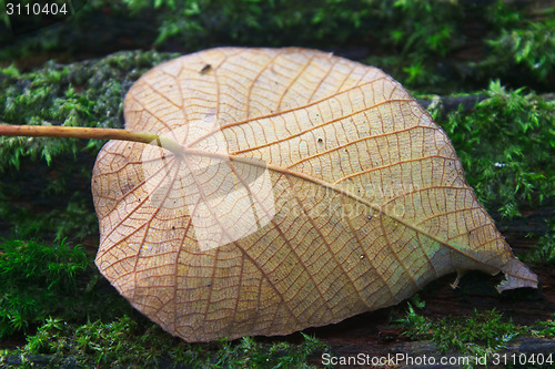 Image of  autumn leaf on log in forest