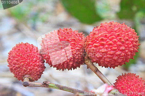 Image of wild fruit from forest, wild lychee