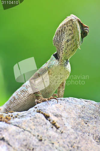 Image of Green crested lizard