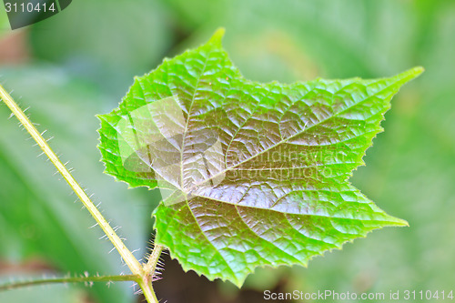 Image of Texture of a green leaf as background 