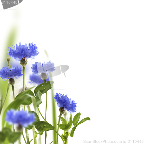 Image of Blue cornflowers and green meadow grass.