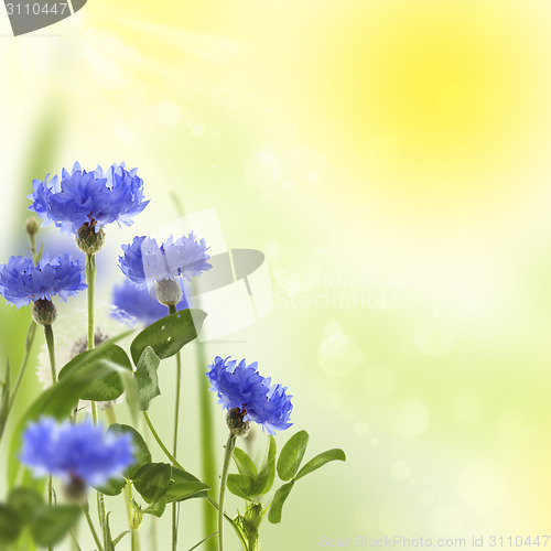 Image of Collage with blue cornflowers.