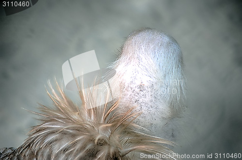 Image of Portrait of a child bald eagle