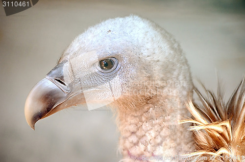 Image of Portrait of a child bald eagle