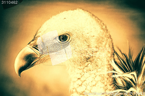 Image of Portrait of a child bald eagle