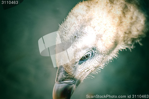 Image of Portrait of a child bald eagle