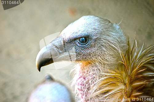 Image of Portrait of a child bald eagle