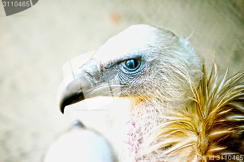 Image of Portrait of a child bald eagle