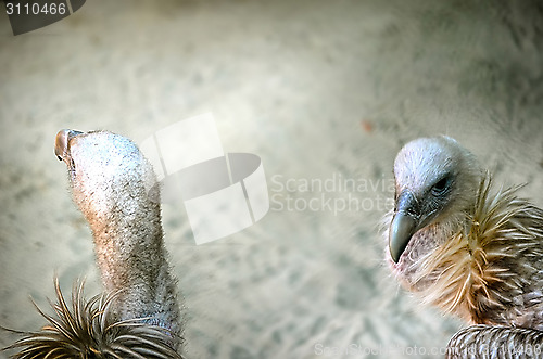 Image of Portrait of a child bald eagle