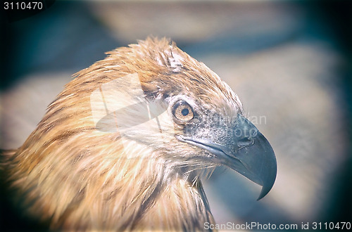 Image of Portrait of an American Bald Eagle