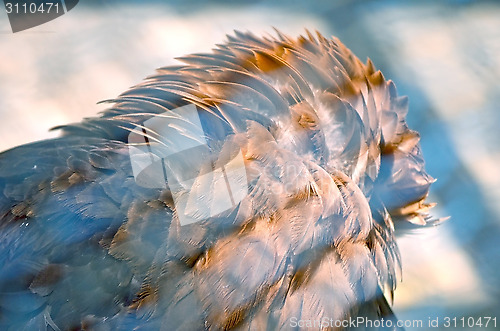 Image of Portrait of an American Bald Eagle