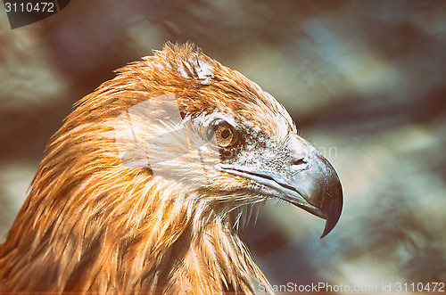 Image of Portrait of an American Bald Eagle