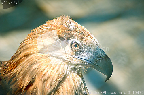 Image of Portrait of an American Bald Eagle