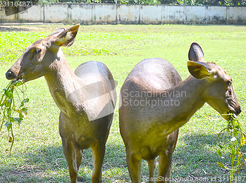 Image of Close up portrait of deer In The Meadow