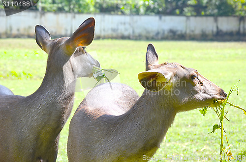 Image of Close up portrait of deer In The Meadow