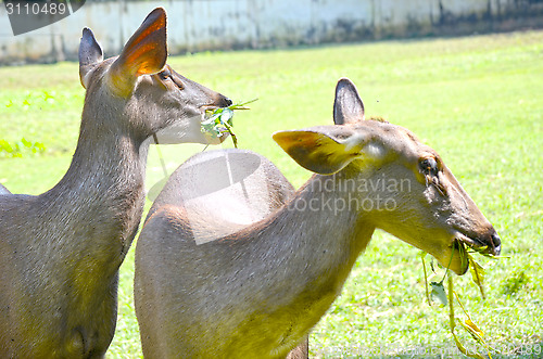 Image of Close up portrait of deer In The Meadow