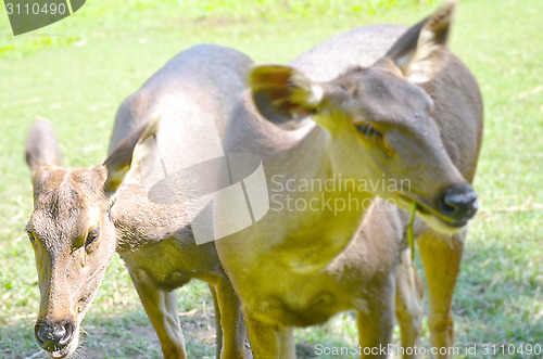 Image of Close up portrait of deer In The Meadow