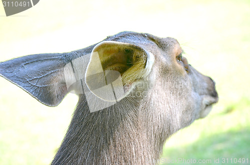 Image of Close up portrait of deer In The Meadow