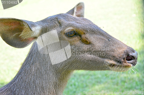 Image of Close up portrait of deer In The Meadow