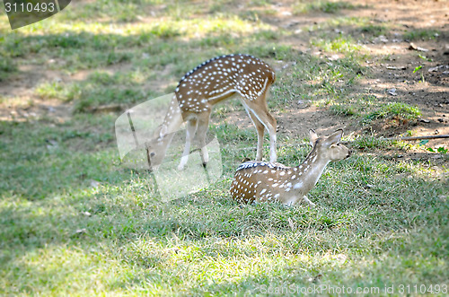 Image of Close up portrait of deer In The Meadow