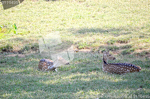 Image of Close up portrait of deer In The Meadow